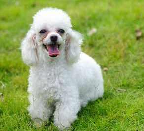 A white poodle sanding on green grass, looking at the camera