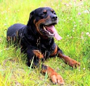 A Rottweiler dog lying down on grass, with his tongue hanging out