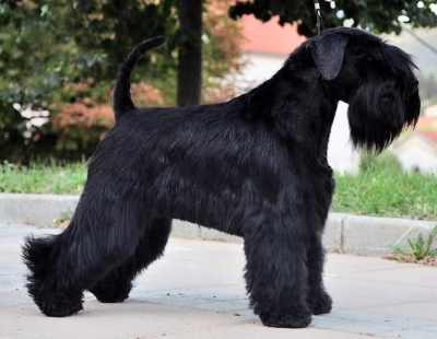 A black Schnauzer dog standing sideways to the camera, with trees in the background