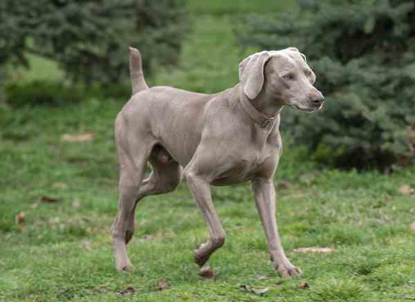 A grey Weimaraner dog trotting across a grassy field, with trees behind