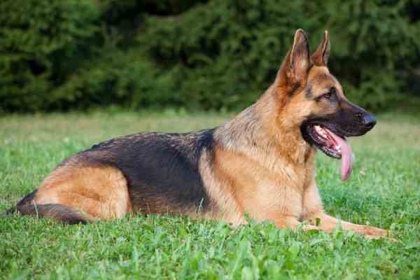 A German Shepherd lying down on green grass, looking to the right, with a dark  background