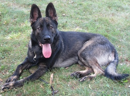 A young german shepherd lying down on grass, looking attentively at the camera