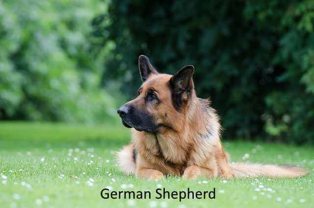 A German Shepherd dog lying down on green grass, looking to the left