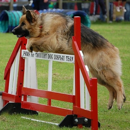 A german shepherd dog jumping a fence in a dog agility competition.