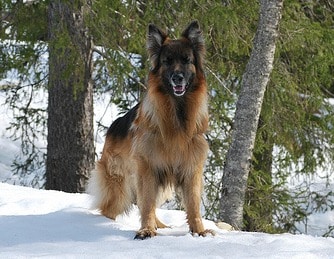 A german shepherd dog standing on snow, looking at the camera, with pine trees in the background.