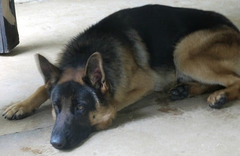 A dark german shepherd dog lying down on a white carpet indoors.