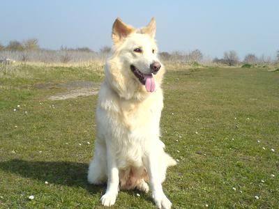 Blaze, a German Shepherd Dog from the UK, sitting down on grass on a sunny day with blue sky in the background.