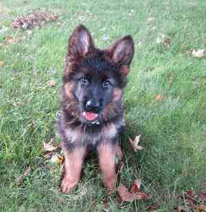 Walter, an 8 week old German Shepherd Puppy sitting down