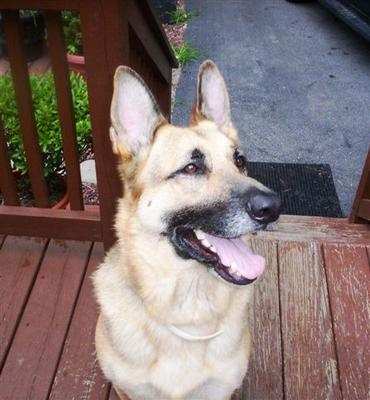 Bandit Reed, the German Shepherd Dog from NH