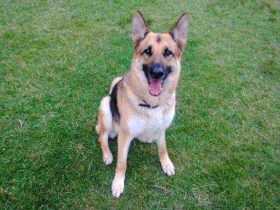 Kaiser, the German Shepherd Dog Rescued from an abusive situation.