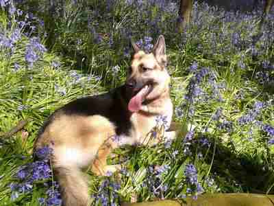 Star, the German Shepherd Dog From the UK