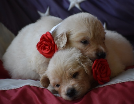 Golden Meadows Retrievers