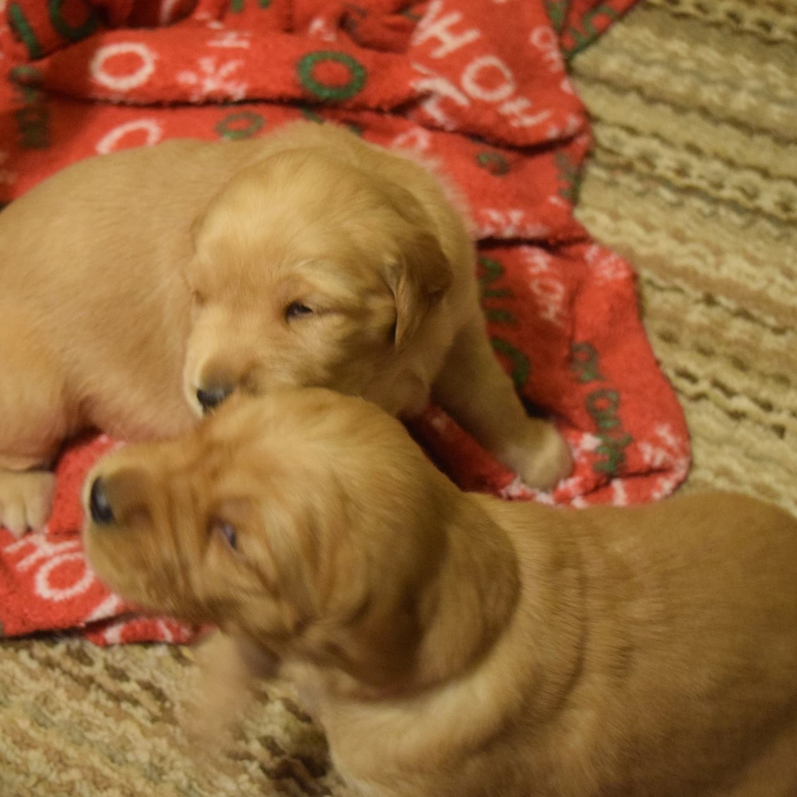 Sunrise Goldens