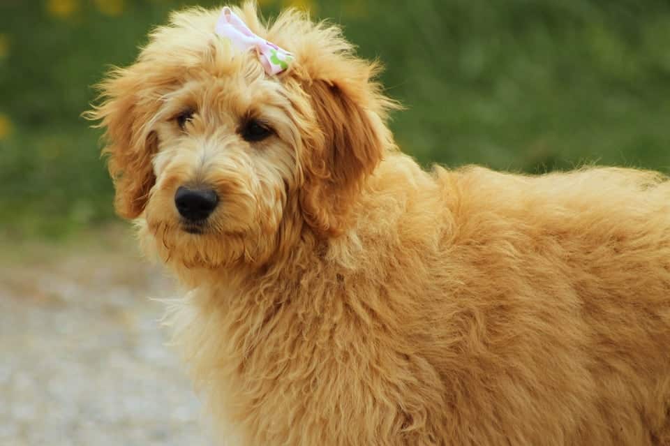 Goldendoodle dog with a small green bow on the top of her head, outdoors looking at the camera.