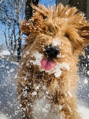 A Goldendoodle dog playing in snow, running directly towards the camera.