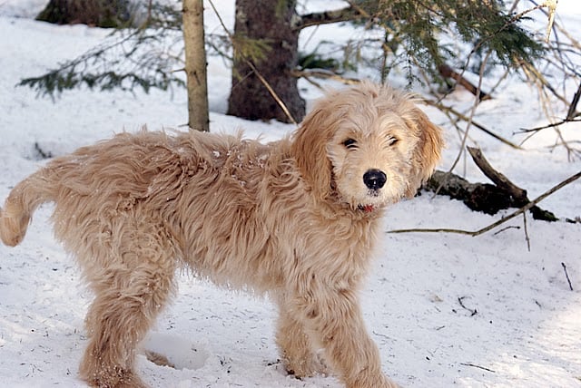 A young Goldendoodle standing in the snow, in a thin wood.