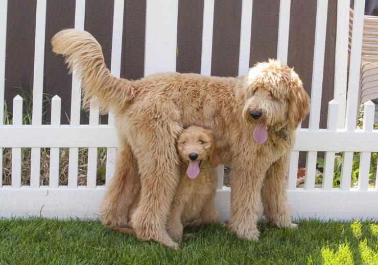 Goldendoodle mum with her puppy