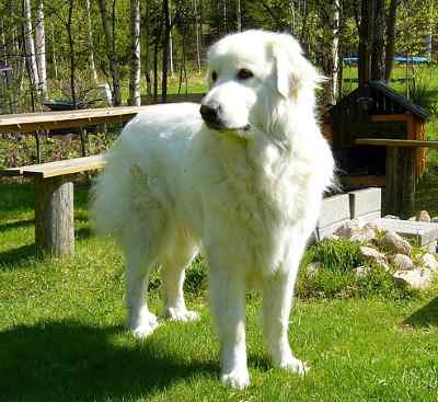 A white Great Pyrenees standing on grass in the sun