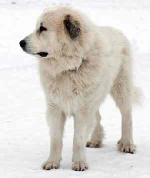 A Great Pyrenees dog standing in the wind, against a white background