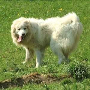 A white Great Pyrenees dog frolicking in a green field on a sunny day