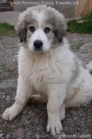 A Great Pyrenees Puppy sitting down looking at the camera