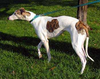 A Greyhound standing on grass