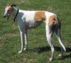 A Greyhound standing on grass in the sun