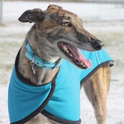 A Greyhound wearing a blue coat