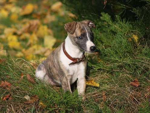 A Greyhound puppy sitting down on grass