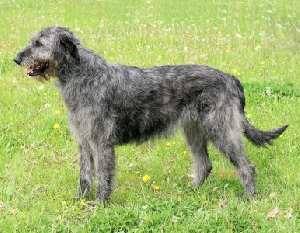 A grey Irish Wolfhound standing in a grass field, sideways to the camera.