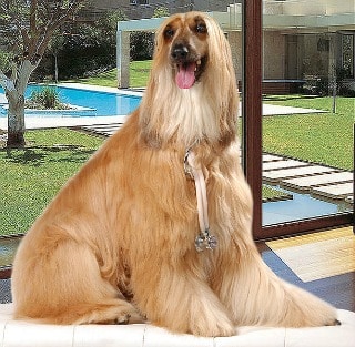 An Afghan Hound sitting down in a garden with a swimming pool in the background