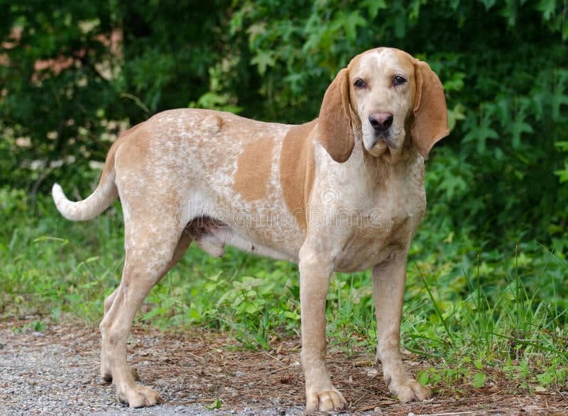 An American English Coonhound standing on a path with green bushes in the background