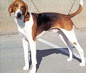 An American Foxhound standing on a disewalk