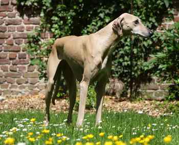 An Azawakh dog standing in a grassy field with yellow flowers