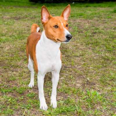 A Basenji dog standing in a backyard on earth with weeds