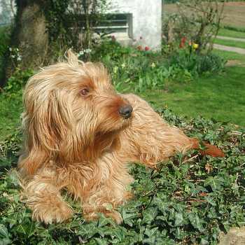 A Basset Fauve de Bretagne dog lying down on grass in the sun