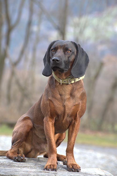 Bavarian Mountain Hound sitting down in a wood in winter