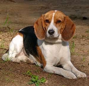 A Beagle lying down on brown earth