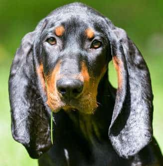 A close up of the head of a Black and Tan Coonhound