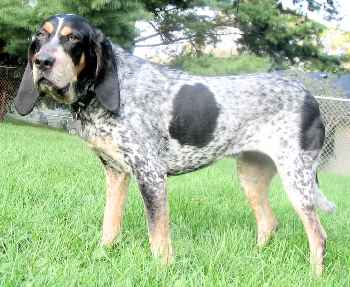 A Bluetick Coonhound standing on grass outdoors