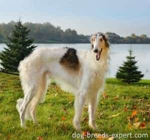 A Borzoi dog standing in a grassy field.