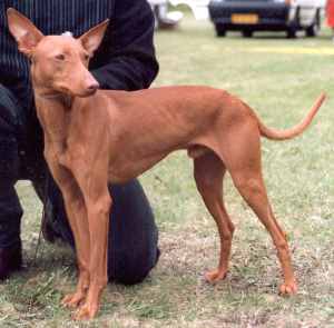 A Cirneco dell’Etna dog standing in a field