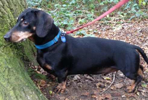 A Dachshund with a blue collar and a red leash against a grassy background