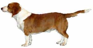 A Drever dog standing sideways to the camera, against a white background