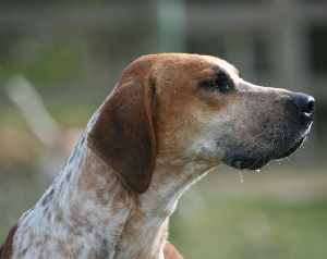 An English Foxhound head in close up