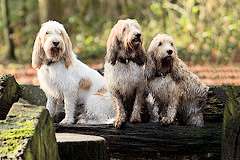 Three Grand Basset Griffon Vendeen dogs sitting down in a garden