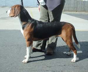 A Hamiltonstovare dog standing sideways to the camera, on a path.