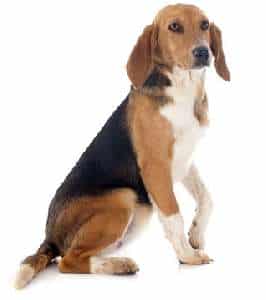 A Harrier dog sitting down, against a white background