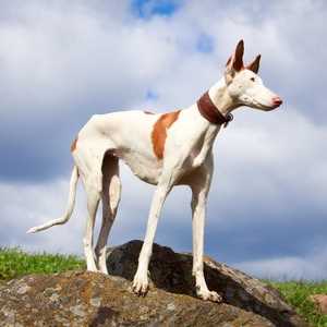 A white Ibizan Hound standing on a rocky outcrop.