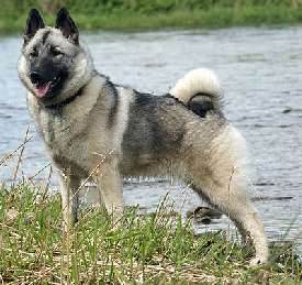 A Norwegian Elkhound standing on a river bank with water in the background